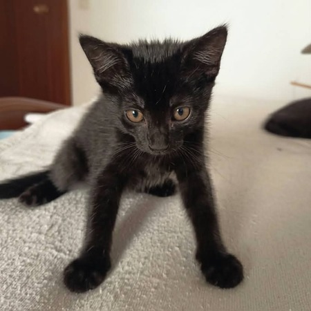 Adopter Filou