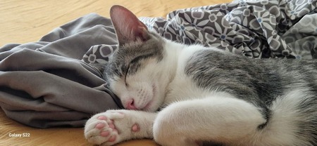 Adopter Grey et Maki