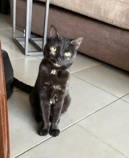 Adopter Asträlya 