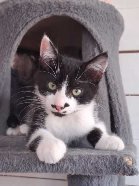 Adopter MENTHE