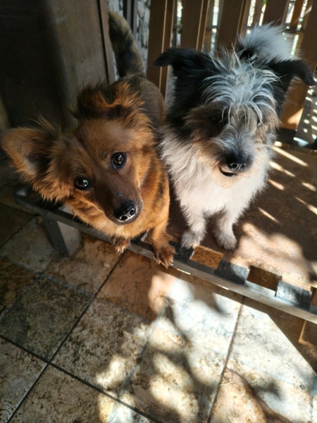Adopter Coco