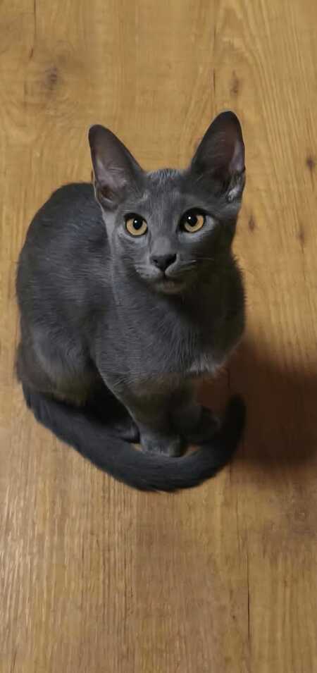 Adopter Nube