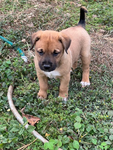 Adopter Jazz