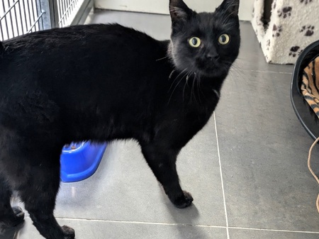 Adopter Alanya
