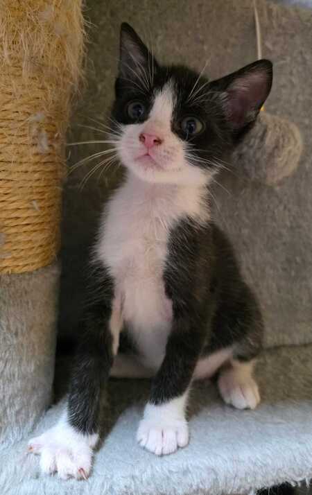 Adopter Yuzu
