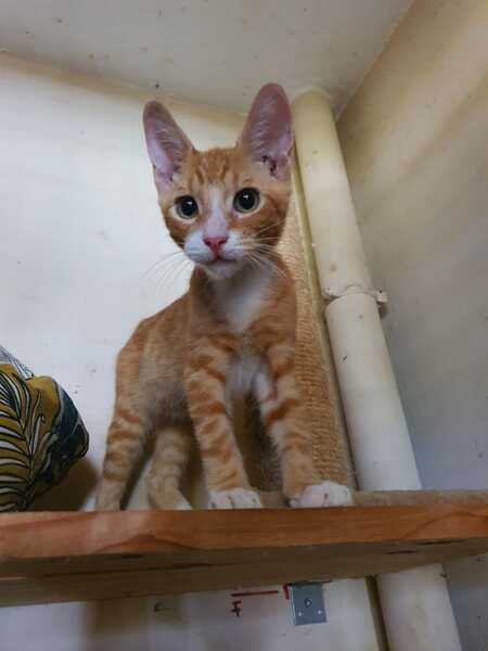 Adopter Colombo