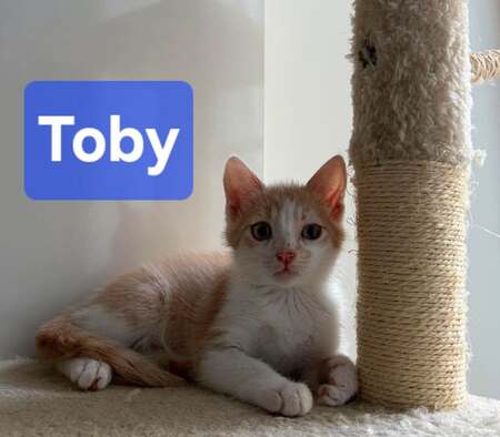 Adopter Toby