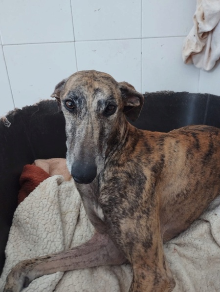 Adopter ATIZA