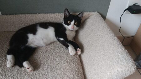 Adopter Melba