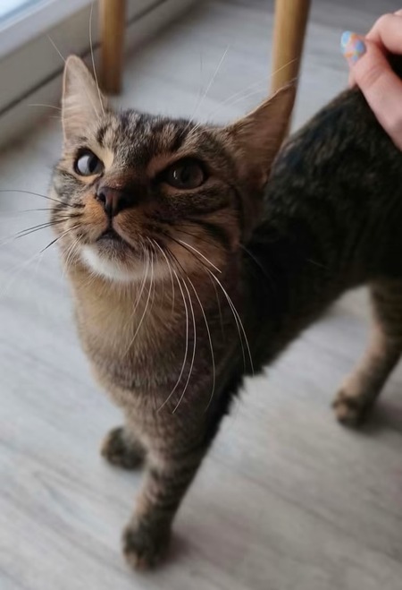 Adopter Pitchou