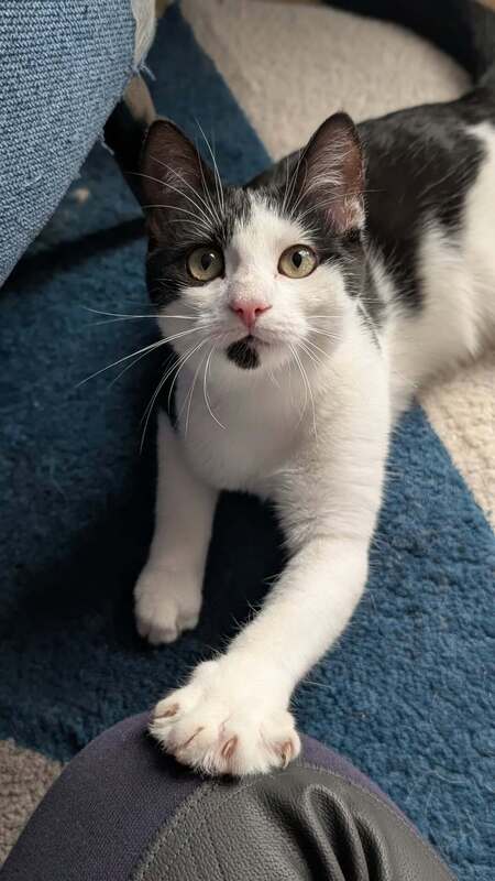 Adopter Boogie