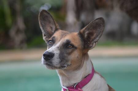 Adopter Syrah