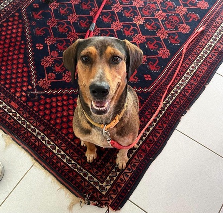 Adopter Mama