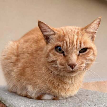 Adopter Mirtille 
