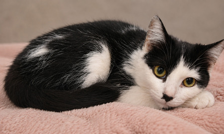 Adopter Moka