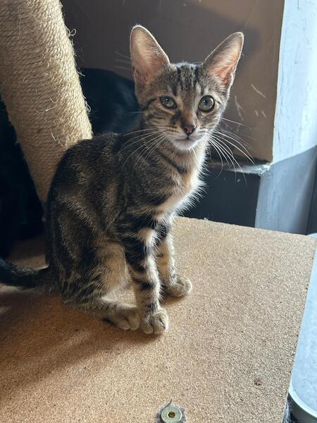 Adopter GUIZMO