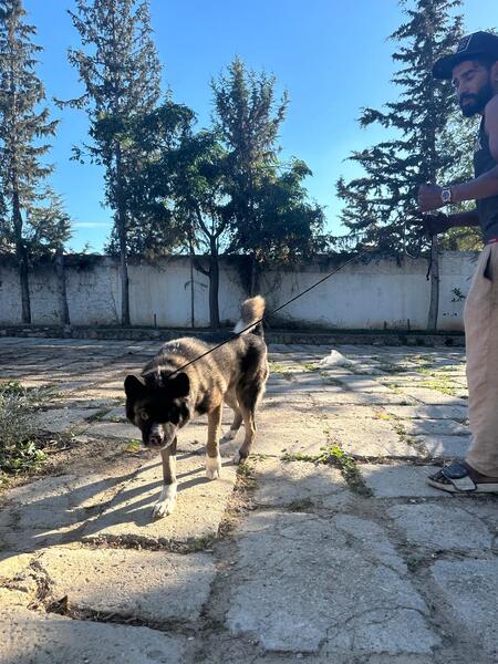 Adopter Tony
