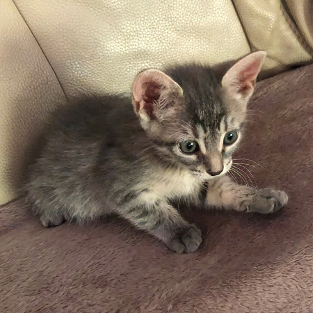 Adopter BISCOTTE**