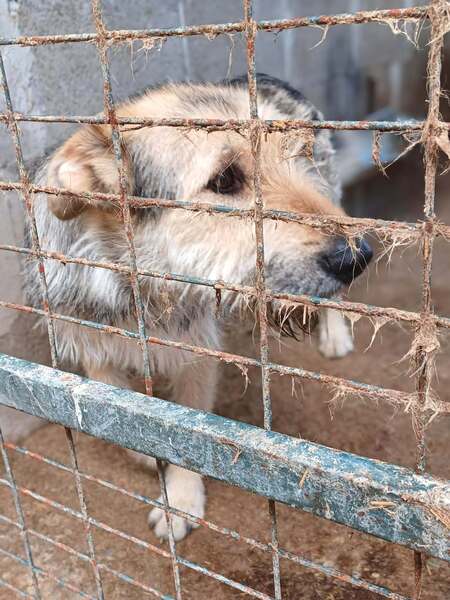 Adopter Sierra