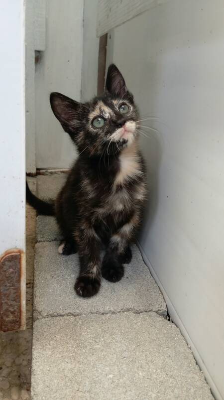 Adopter Cassiopee
