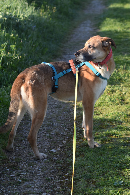 Adopter Shine