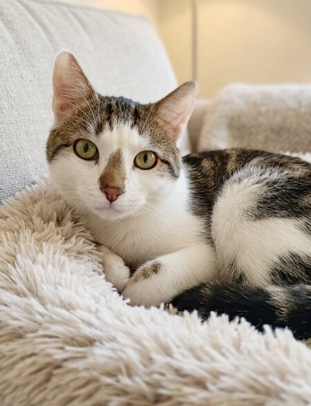 Adopter Picsou