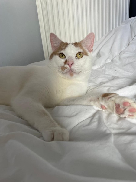 Adopter Charlie