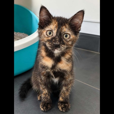 Adopter PRALINE