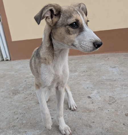 Adopter Anna-Bell
