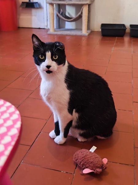 Adopter Lucky