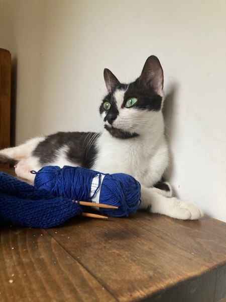 Adopter Juliette