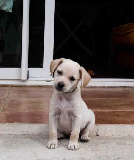 Adopter Samy