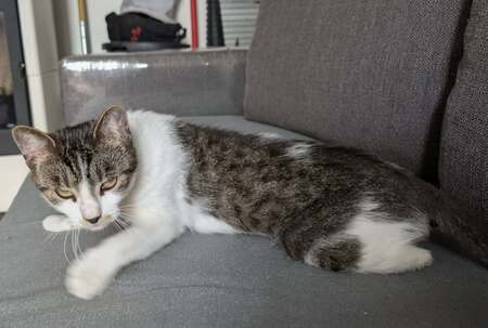 Adopter Louisa