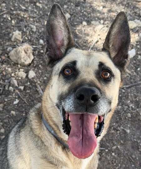 Adopter Alba