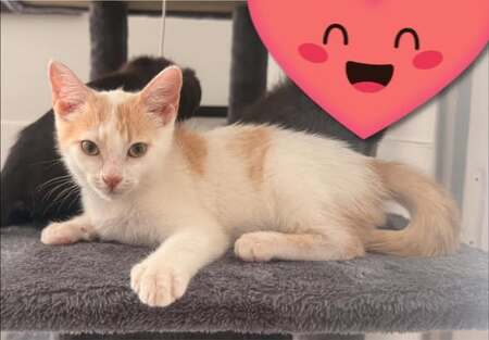 Adopter Caramel