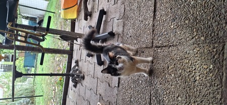 Adopter Belvita