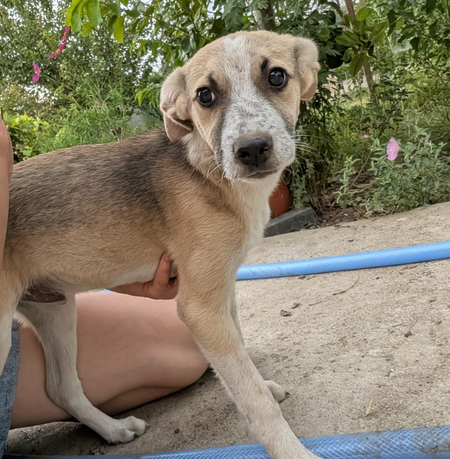 Adopter Allan