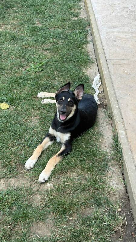 Adopter Lessie