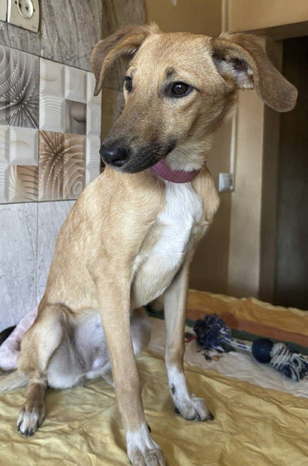 Adopter Savannah