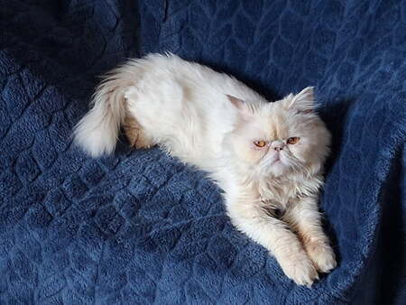Adopter Archi