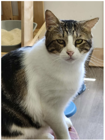 Adopter Campy