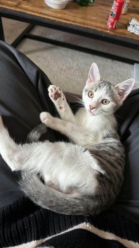 Adopter Chipy