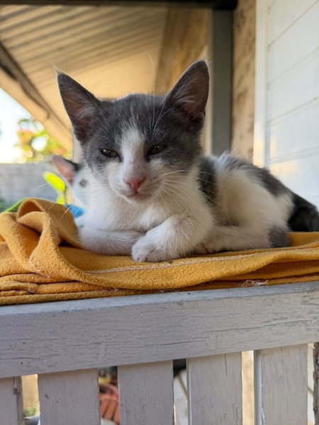 Adopter Nicky