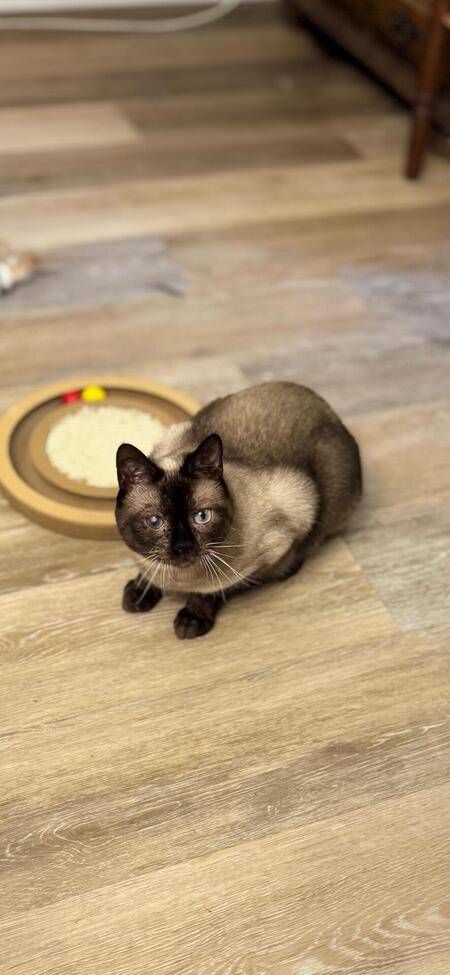 Adopter Boris