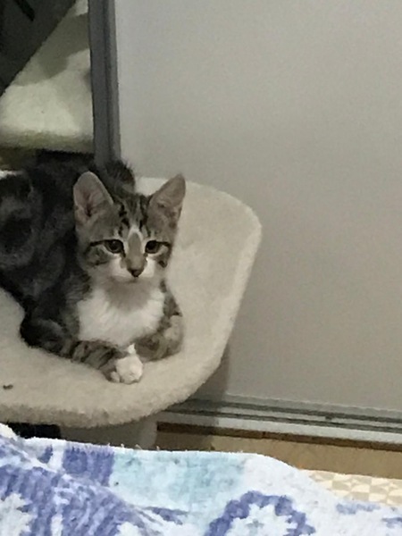 Adopter  Baila
