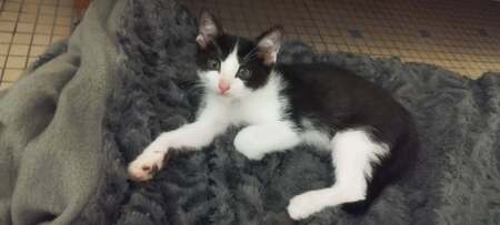 Adopter Buy-buy 