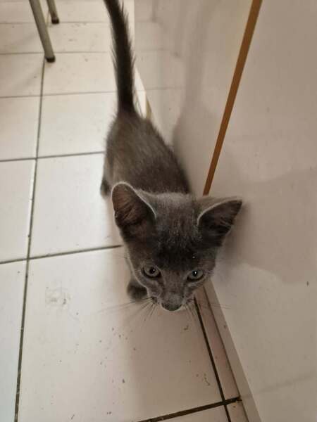 Adopter Bisou