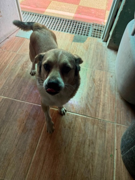 Adopter Oscar
