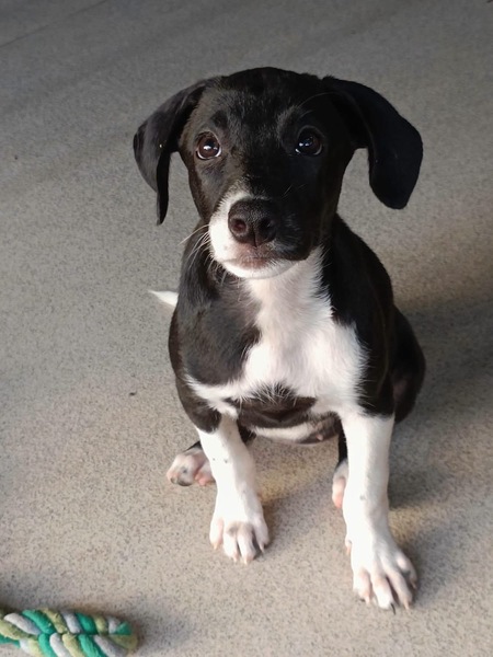 Adopter Frimousse