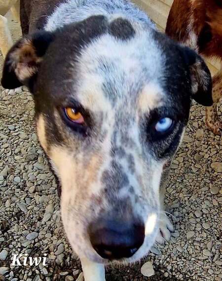 Adopter Kiwi